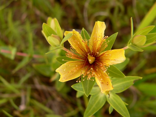 {Hypericum myrtifolium}